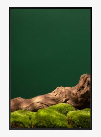 เสียงกระซิบของรอยพิมพ์ไม้โบราณ