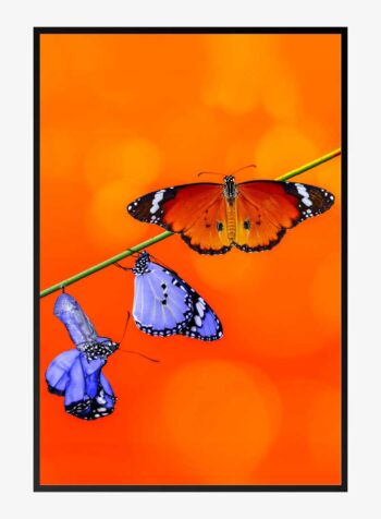 ภาพพิมพ์ระบำแห่งพระมหากษัตริย์